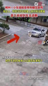 你怎么看?郴州一小车疑故意碾压未牵绳的狗狗