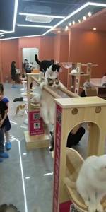 这猫或许可以参加奥运会了