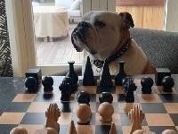 克莱正在给爱犬Rocco拍照:为了下棋需要更多朋友