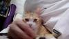 发一发猫片。