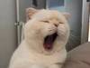 别人家的猫打哈欠VS你家猫打哈欠&hellip;[流泪狗头]这...