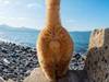 视角奇特的猫星人